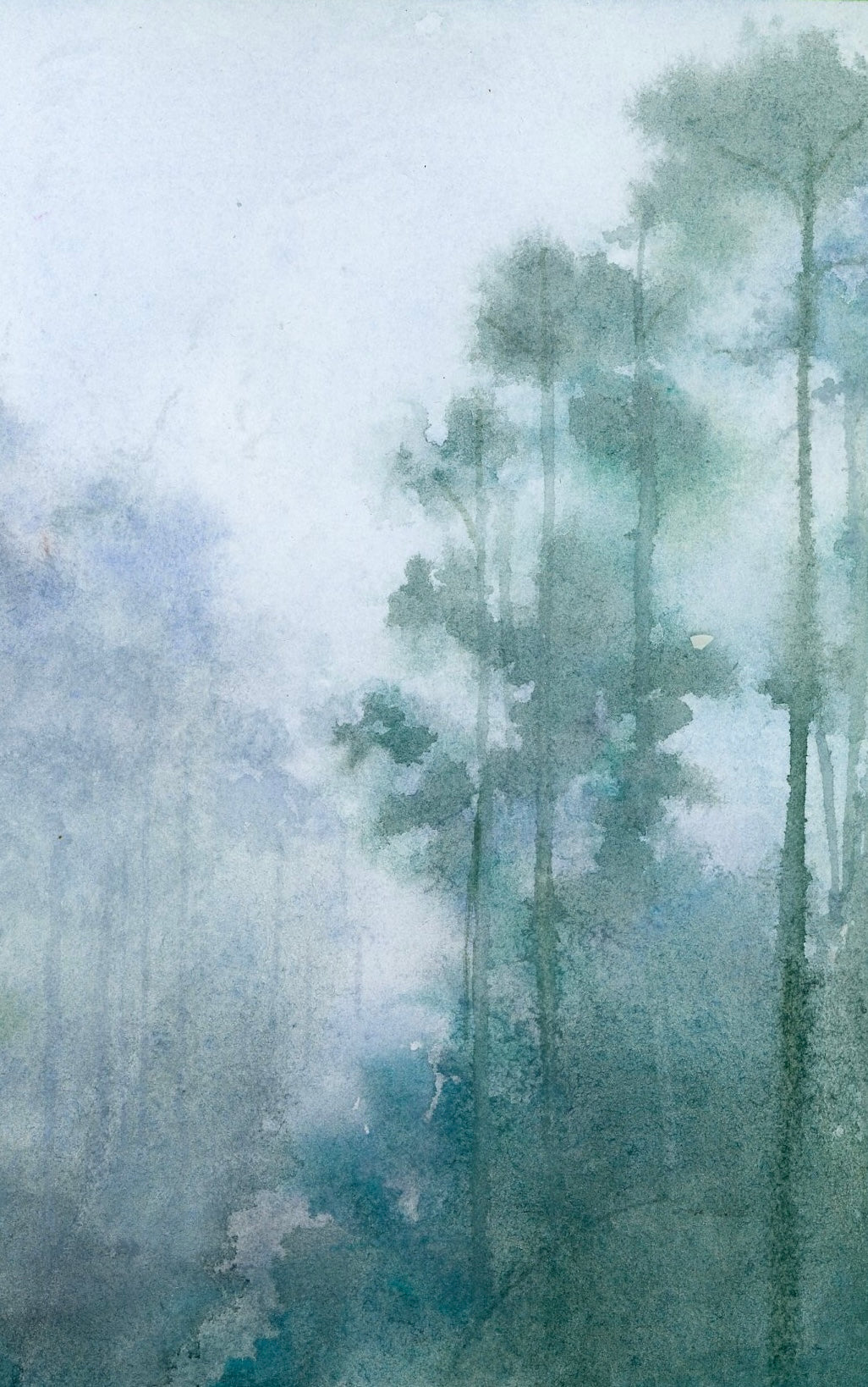 ✣ fog through loblolly pines print ✣